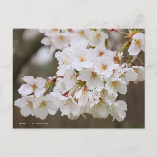 Somei-yoshino: Cherry Blossoms [Postcard] Postkarte (Vorderseite)