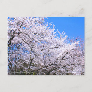Somei-yoshino: Kirschblüten [Postkarte] Postkarte