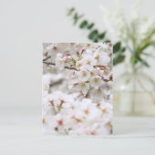 Somei-yoshino: Kirschblüten [Postkarte] Postkarte (Stehend Vorderseite)