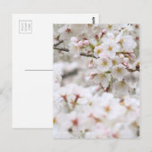 Somei-yoshino: Kirschblüten [Postkarte] Postkarte (Vorne/Hinten)