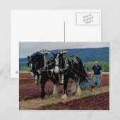 Somerset UK Pferdepflügen Meisterschaften 2011 Postkarte (Vorne/Hinten)