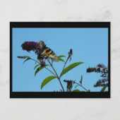 ~ Sommer 19 ~ Postkarte (Vorderseite)