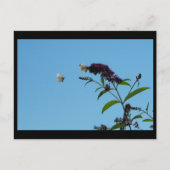 ~ Sommer 20 ~ Postkarte (Vorderseite)