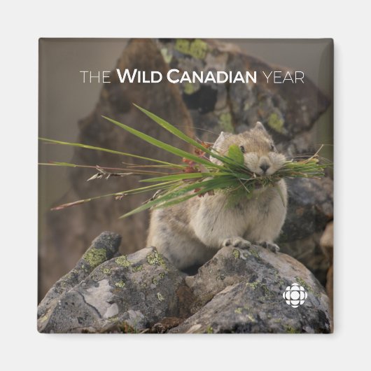 Sommer - Amerika - Pica Magnet (Vorne)