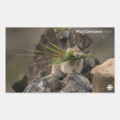 Sommer - Amerika - Pica Rechteckiger Aufkleber (Vorderseite)