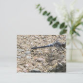 Sommer des Lebens Postkarte (Stehend Vorderseite)