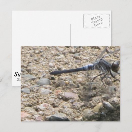 Sommer des Lebens Postkarte (Vorne/Hinten)