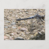 Sommer des Lebens Postkarte (Vorderseite)