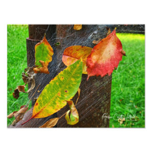 Sommer fällt in das Netz des Herbstes Fotodruck