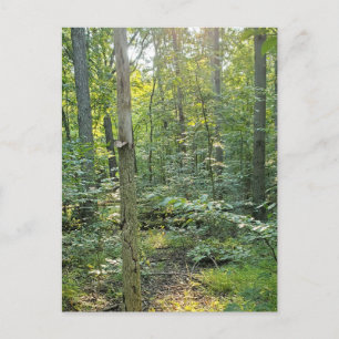 Sommer Forrest Trail Fotopostkarte Feiertagspostkarte