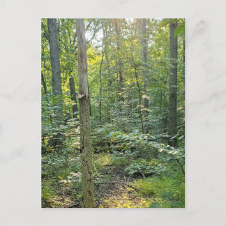 Sommer Forrest Trail Fotopostkarte Feiertagspostkarte