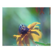 Sommer Fotodruck (Vorne)