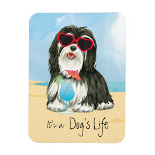 Sommer Havanese Magnet