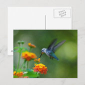 Sommer Hummer! Postkarte (Vorne/Hinten)