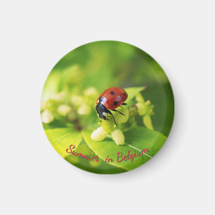 Sommer im Garten, Marienkäfer Magnet