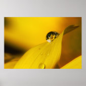 Sommer im Tropfen II. Poster (Vorne)