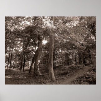 Sommer im Wald - warm getönt Poster