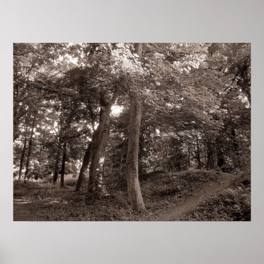 Sommer im Wald - warm getönt Poster (Vorne)