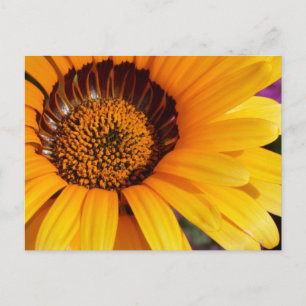 Sommer in Blüte Postkarte