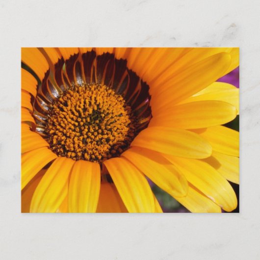 Sommer in Blüte Postkarte (Vorderseite)