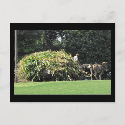 ~ Sommer in Lancaster Landkreis ~ 57 Postkarte (Vorderseite)