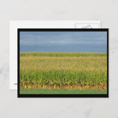 ~ Sommer in Lancaster Landkreis ~ 82 Postkarte (Vorne/Hinten)