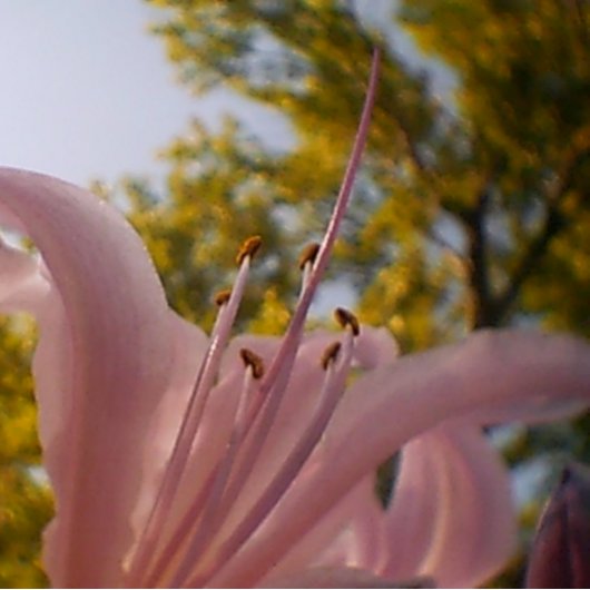 Sommer Leinwanddruck