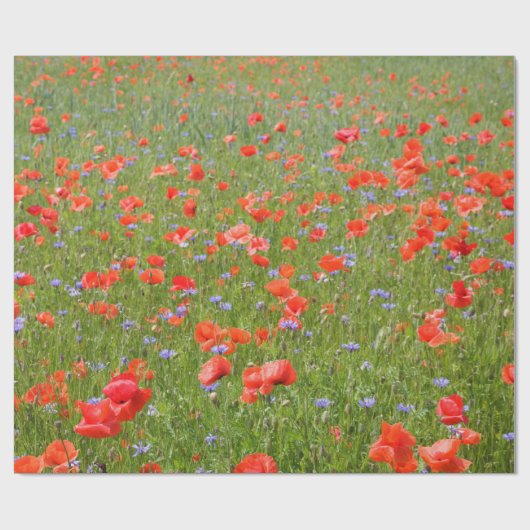 Sommer Mohnblumen und Cornflowers Geschenkpapier (Flach)