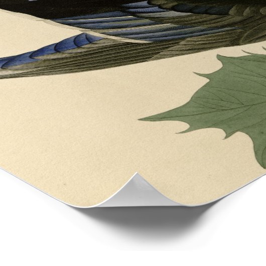 Sommer oder Holzente Poster (Ecke)