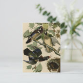 Sommer oder Holzente Postkarte (Stehend Vorderseite)