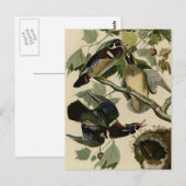 Sommer oder Holzente Postkarte (Vorne/Hinten)