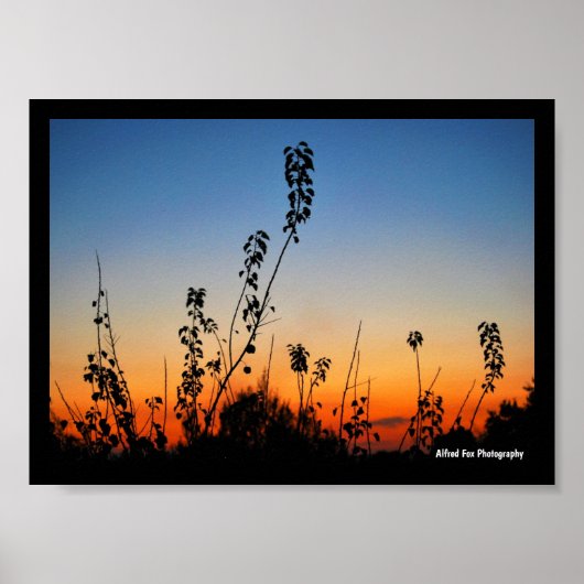 Sommer-Pflanzensilhouetten Poster (Vorne)