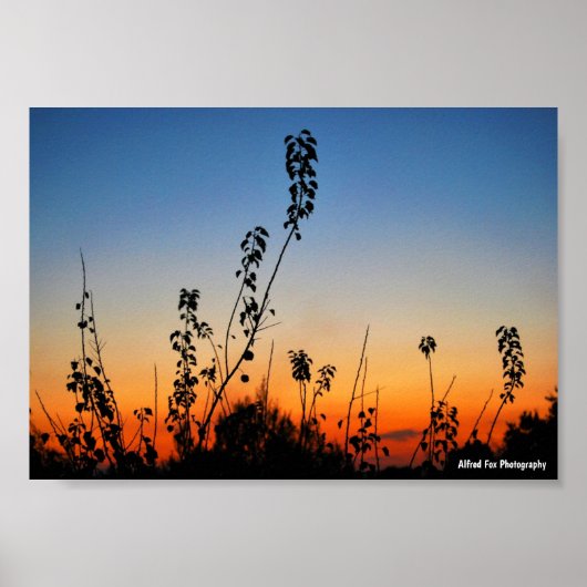 Sommer-Pflanzensilhouetten Poster (Vorne)