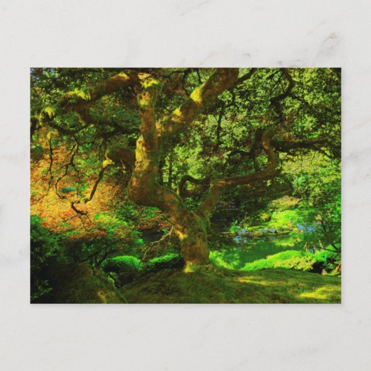 Sommer, Portland Japanischer Garten, Portland Postkarte (Vorderseite)