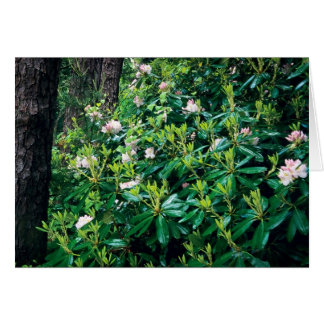 Sommer-Rhododendren