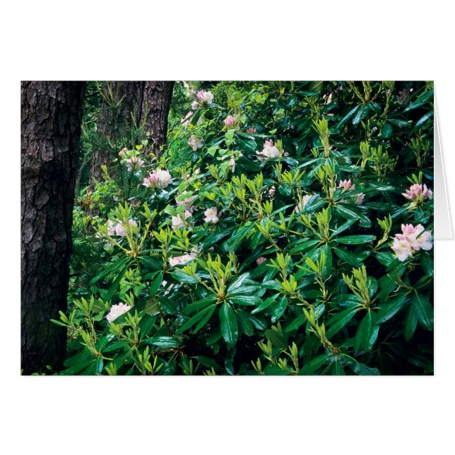 Sommer-Rhododendren (Vorderseite (Horizontal))