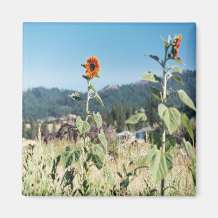 Sommer Sonnenblumen....... Magnet