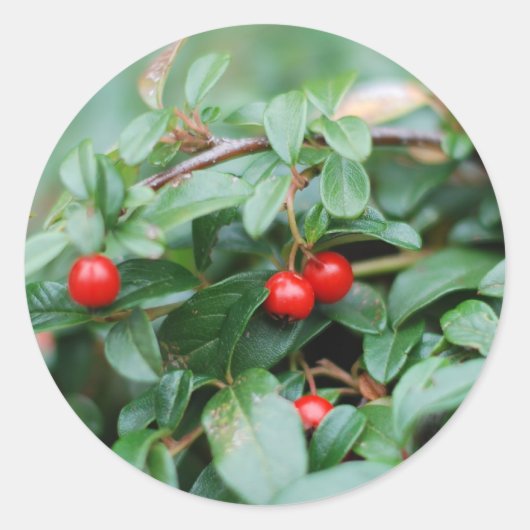 Sommer Sticker (Vorderseite)