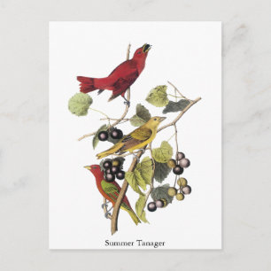 Sommer-Tangare von John Audubon Postkarte
