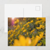 Sommerabend postkarte (Vorne/Hinten)