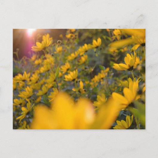 Sommerabend postkarte (Vorderseite)