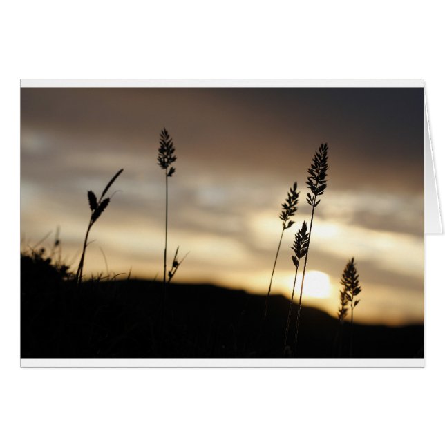 Sommerabende (Vorderseite (Horizontal))