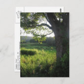 Sommerbaum Postkarte (Vorne/Hinten)