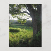 Sommerbaum Postkarte (Vorderseite)