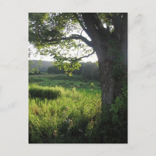 Sommerbaum Postkarte (Vorderseite)