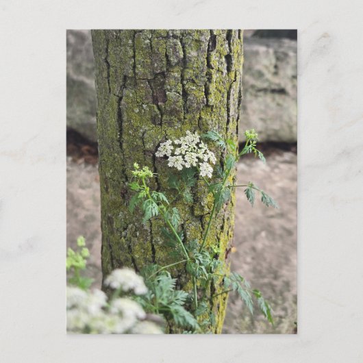 Sommerblumen Postkarte (Vorderseite)