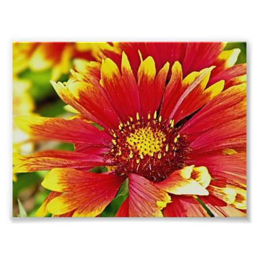 Sommerblüten rot und gelb fotodruck (Vorne)