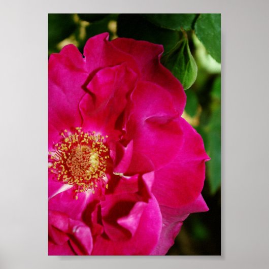 Sommerblütenprint Poster (Vorne)
