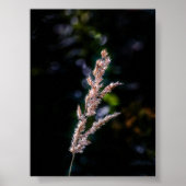 Sommerfantasie Poster (Vorne)