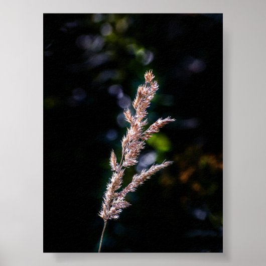 Sommerfantasie Poster (Vorne)